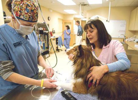 In welcher Tierklinik in Orel soll ein Haustier behandelt werden? Tierkliniken in Orel