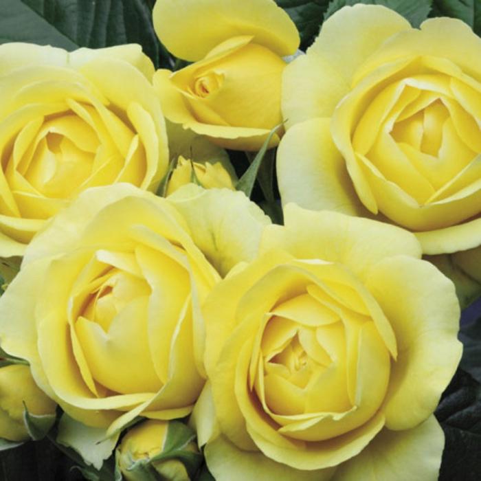 Amazing Rose Floribunda: Pflanzen und Pflege