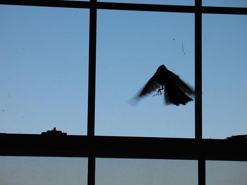 Der Vogel flog ins Fenster - ein gutes Zeichen oder ein schlechtes Zeichen?