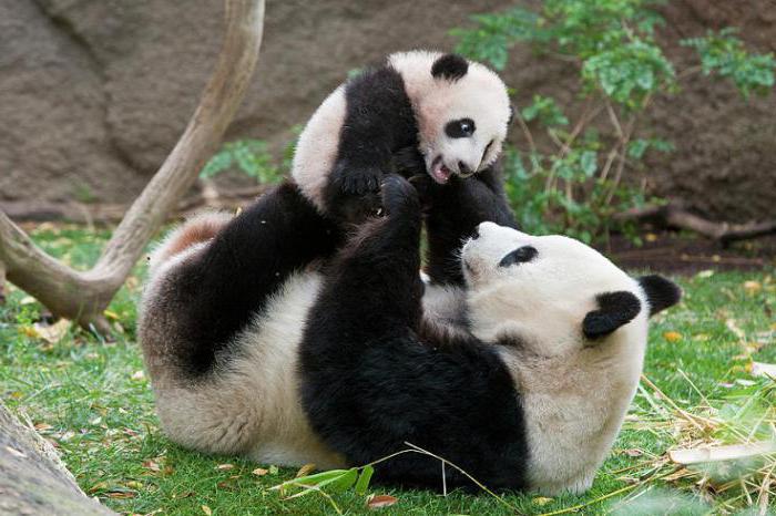 Interessante Fakten über Pandas, die viele treffen werden