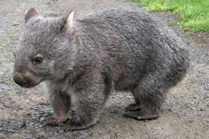 Känguru, Koala und Wombat sind erstaunliche Beuteltiere von Australien