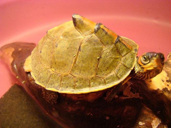 Schildkrötenpanzer. Die Struktur des Schildpattes