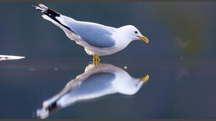 Seagull Gull: Beschreibung, Merkmale und Lebensraum
