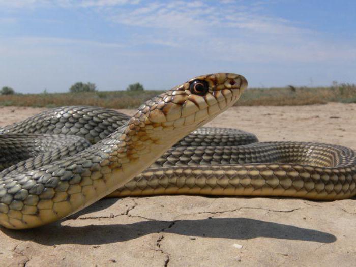 Welche Schlangen gibt es im Kaspischen Meer?